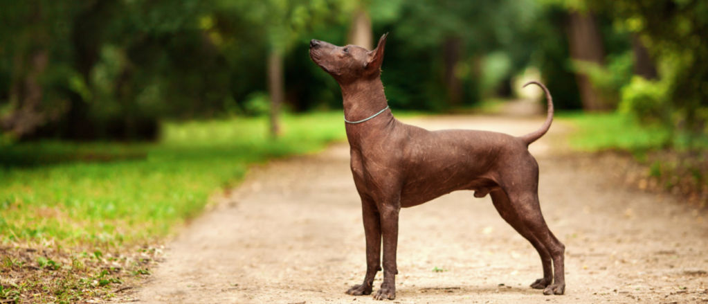 Are Xoloitzcuintli dogs easy to train?