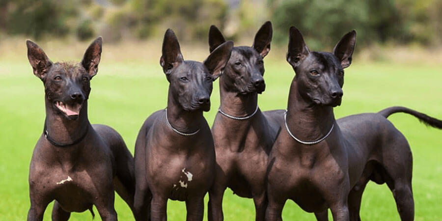 Are Xoloitzcuintli good family dogs?