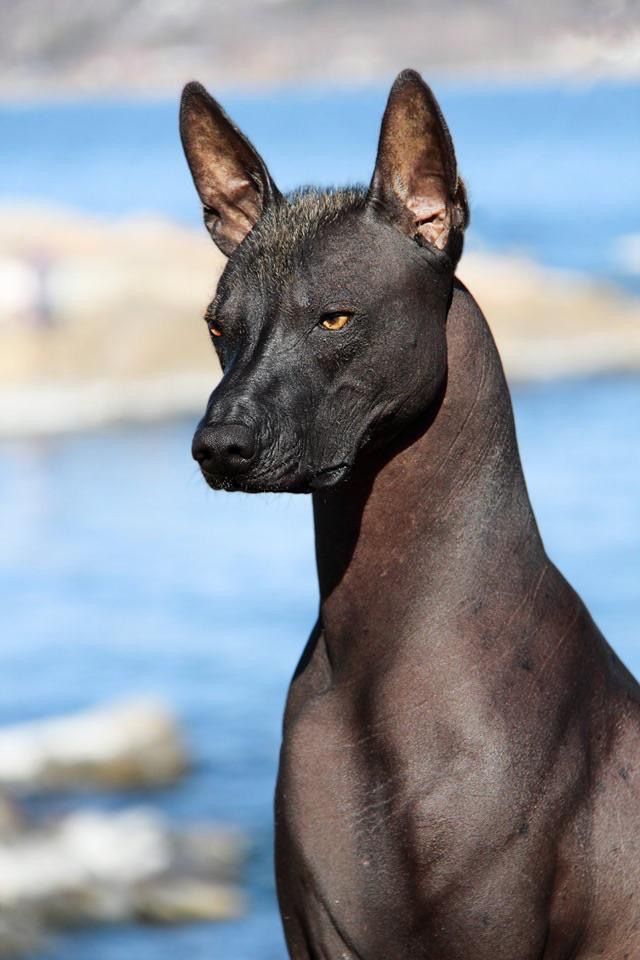 Are Xoloitzcuintli rare? Are Xoloitzcuintli rare?