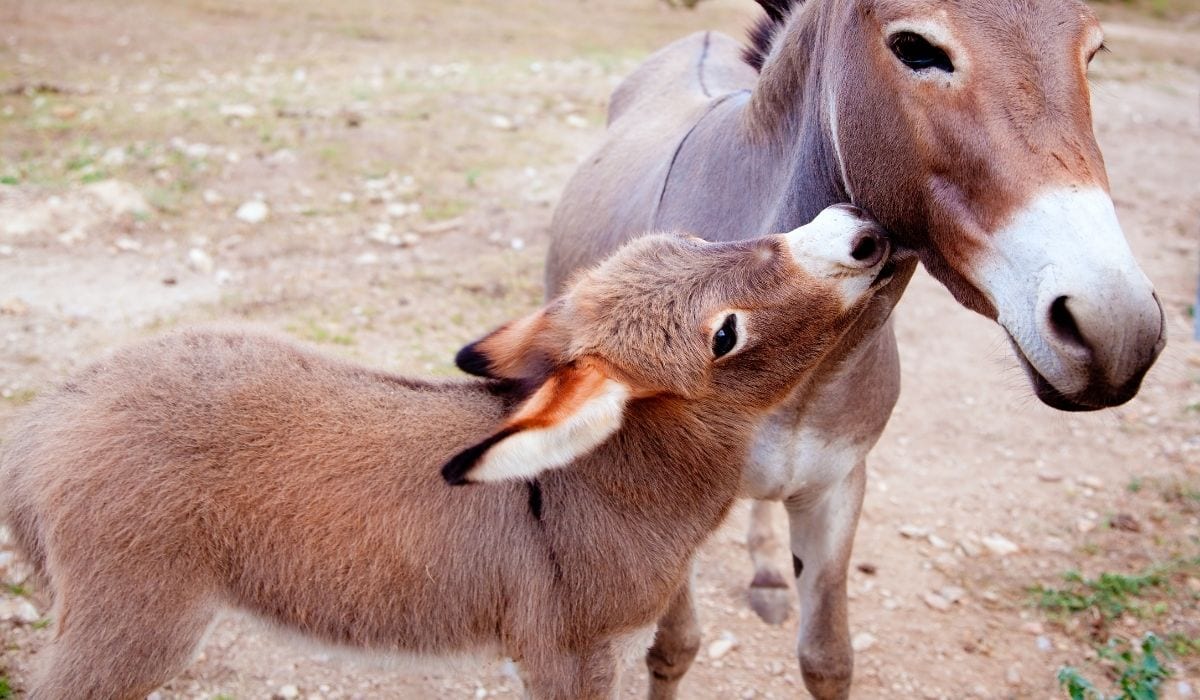 Can a male donkey have babies?