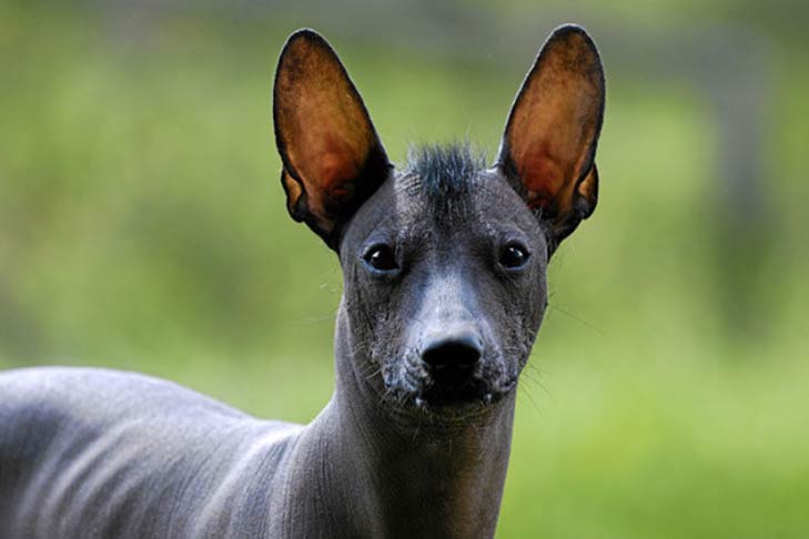 Can a Mexican hairless dog have hair?