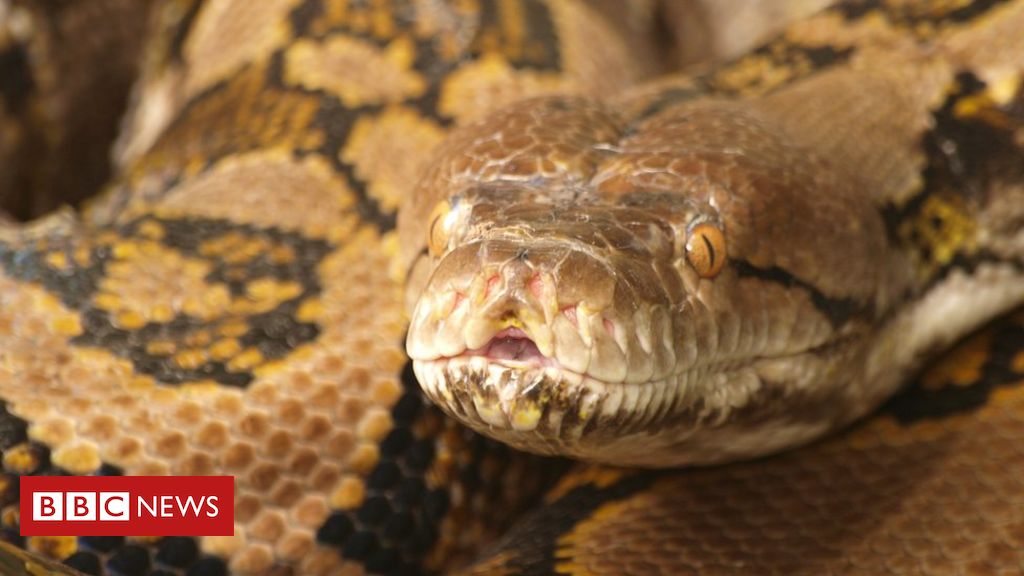 Can a rock python kill a human?