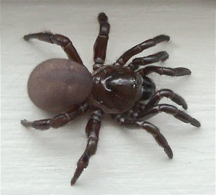 Can a spider have more than 8 legs? Can a spider have more than 8 legs?