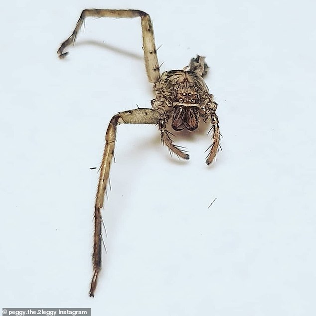 Can a spider walk with 2 legs?