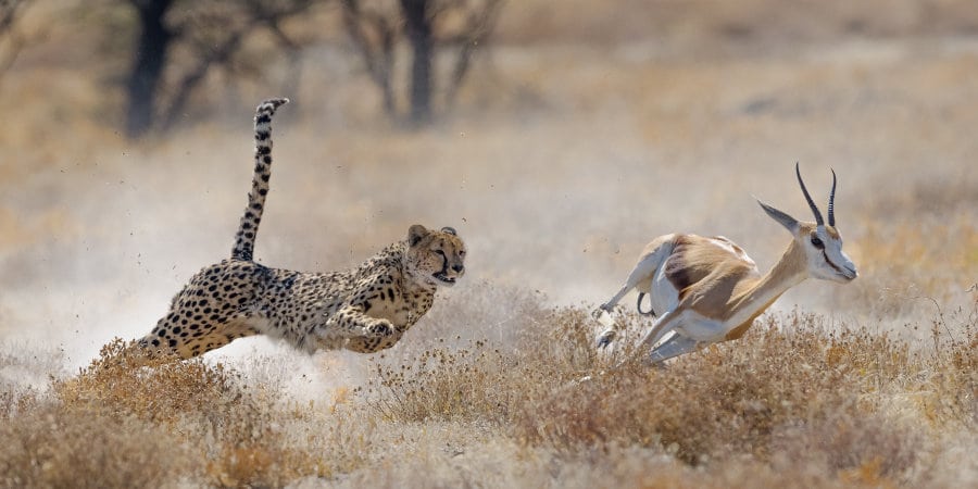 Can a Springbok run as fast as a cheetah?