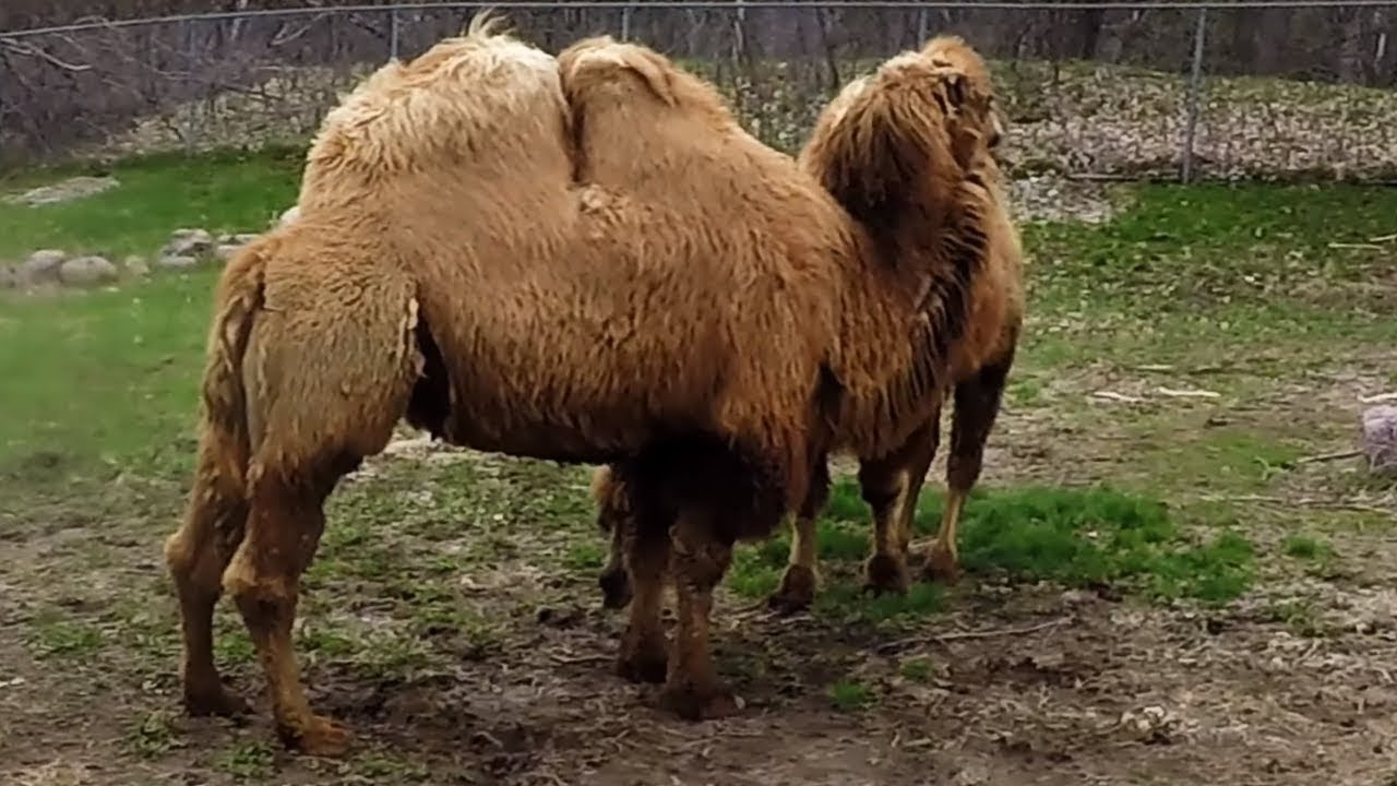 Can camels fart?