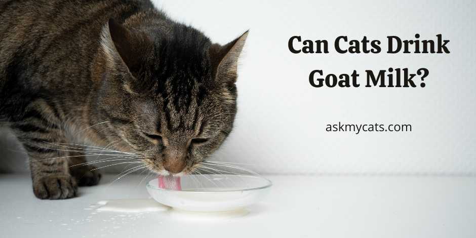 Can I give my Cat goats milk? Can I give my Cat goats milk?