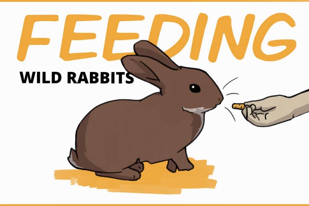 Can I leave carrots out for wild rabbits? Can I leave carrots out for wild rabbits?