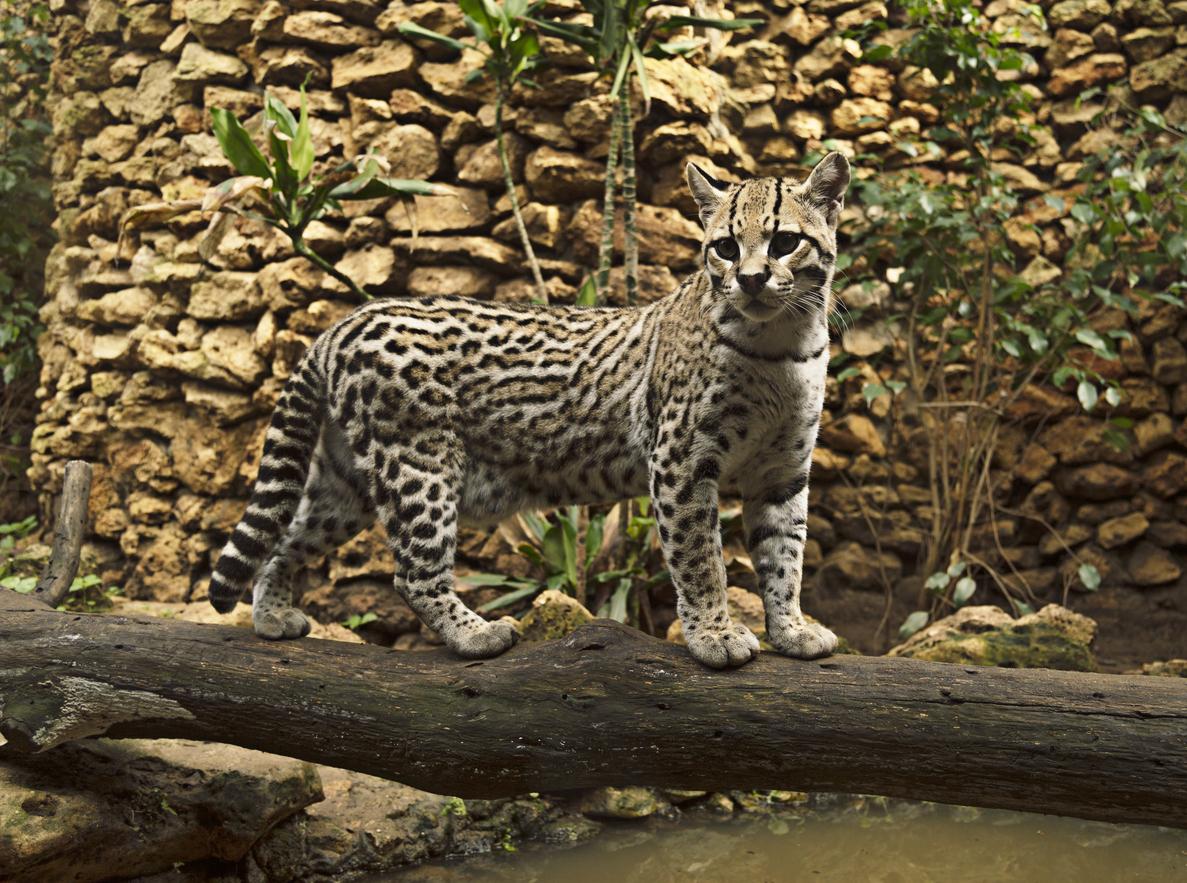 Can ocelots be tamed in real life? Can ocelots be tamed in real life?