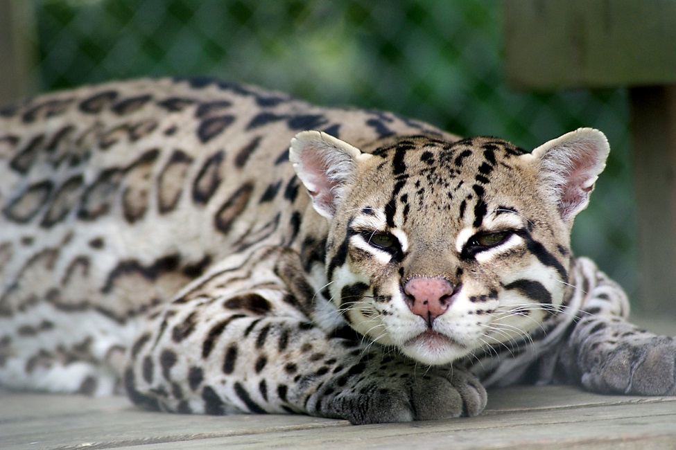 Can ocelots be white?