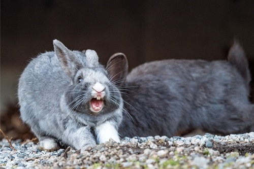 Can rabbits make noise without vocal cords?