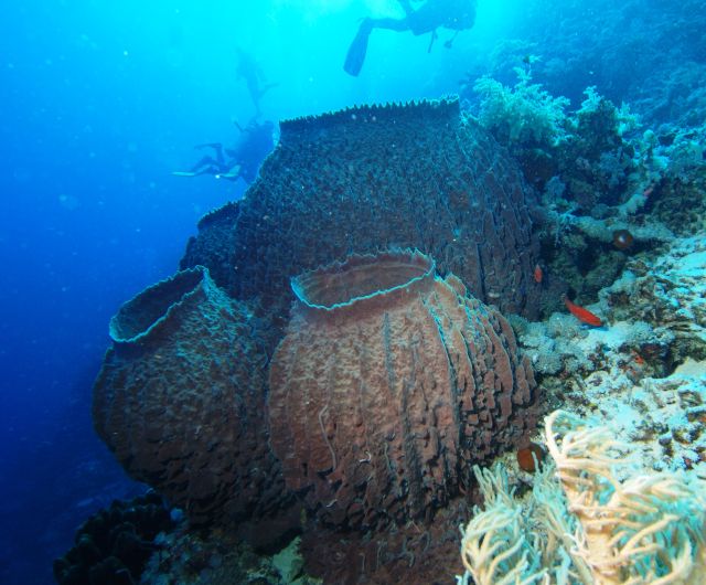 Can sponges come back to life?