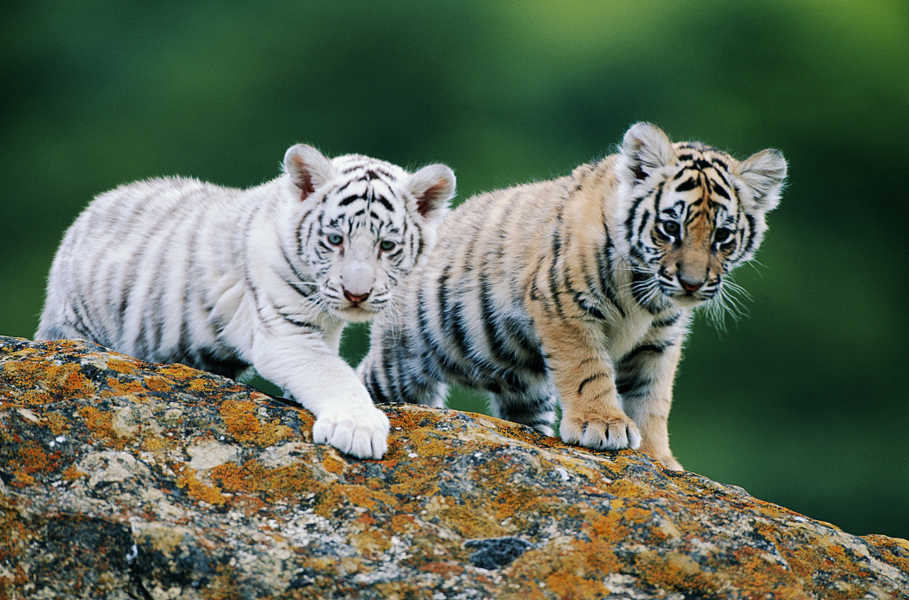 Can tigers have more than one baby?