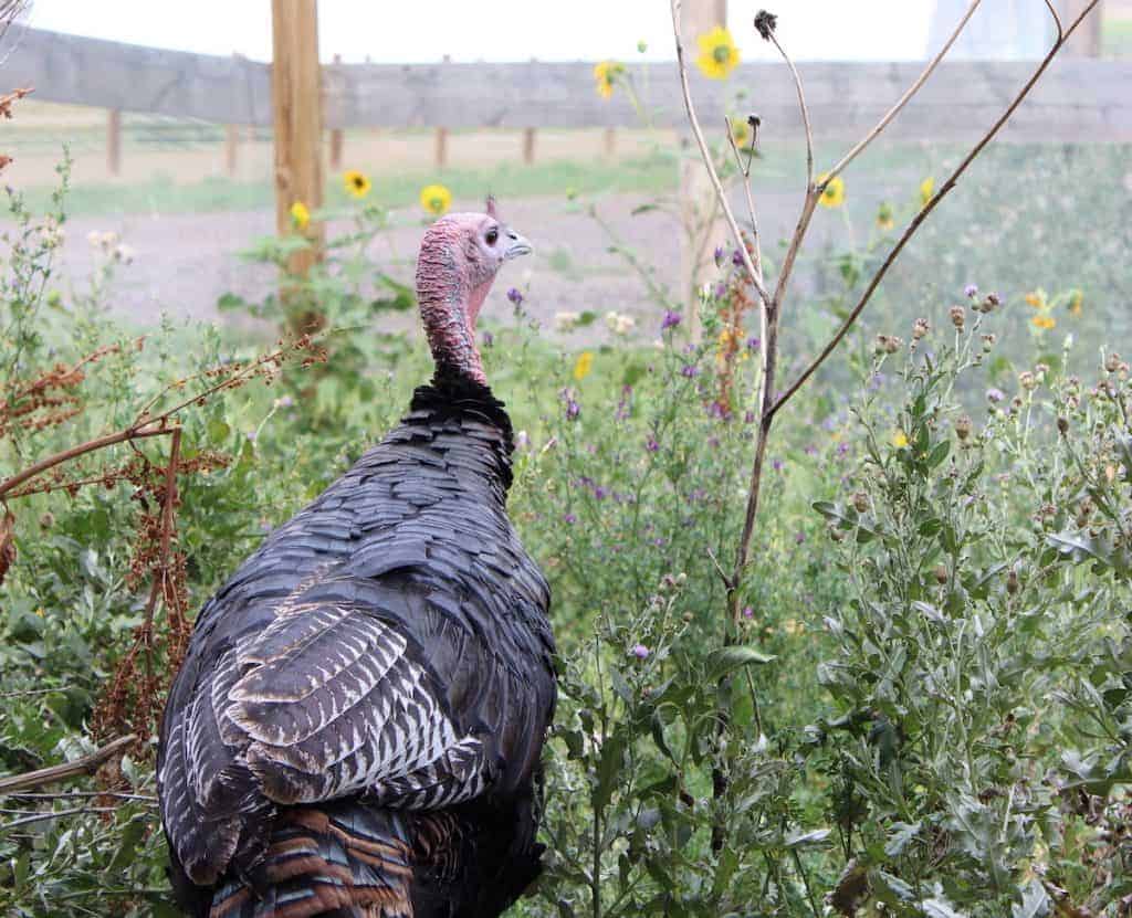 Can turkeys live with mammals?