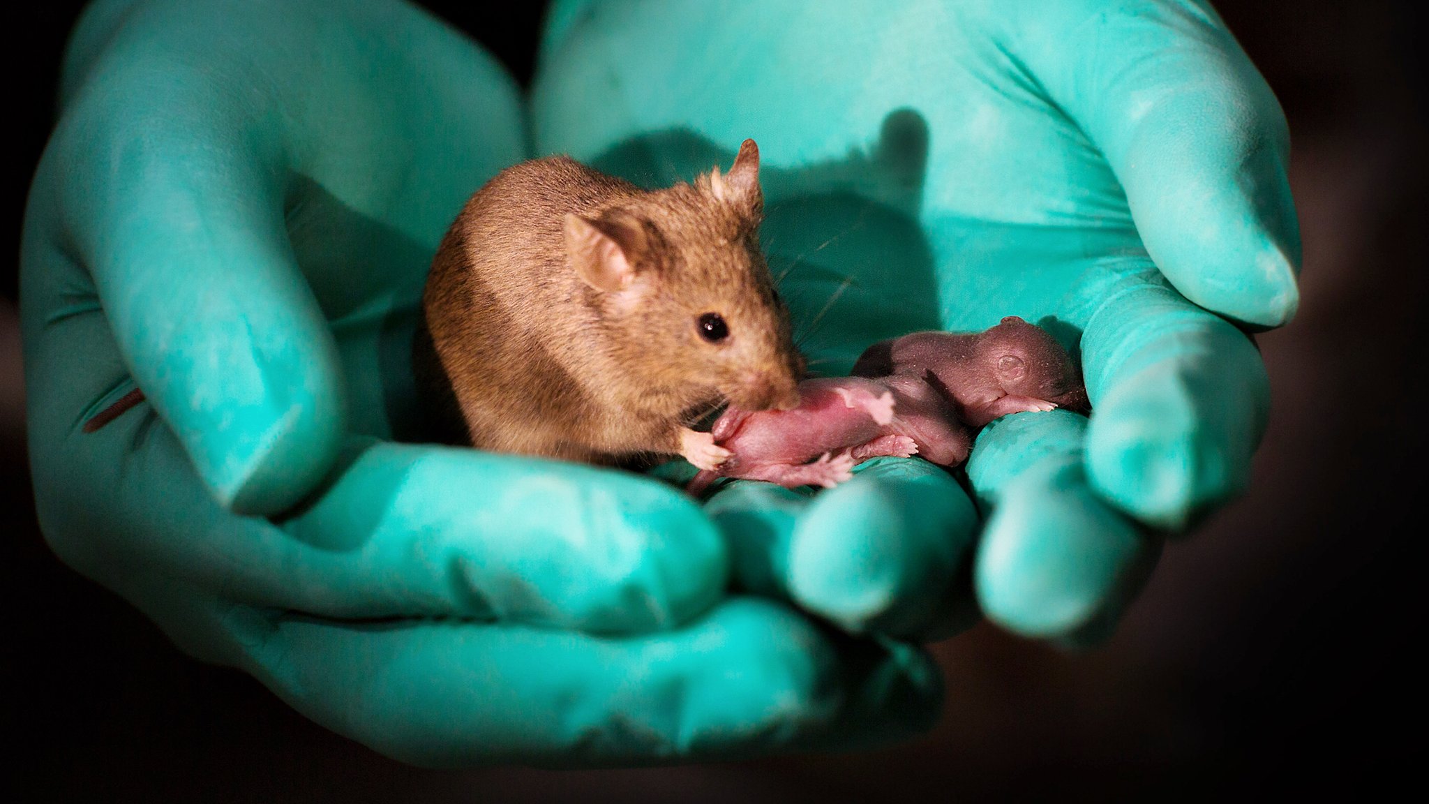 Can two male mice have babies?