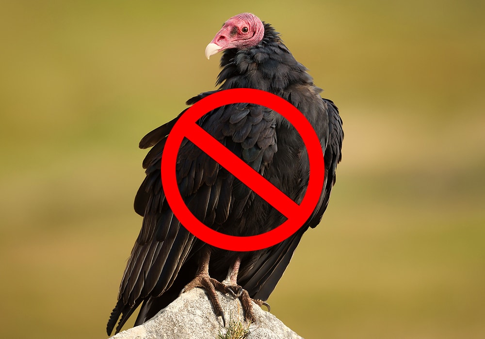 Can vultures use their beaks to grab things?