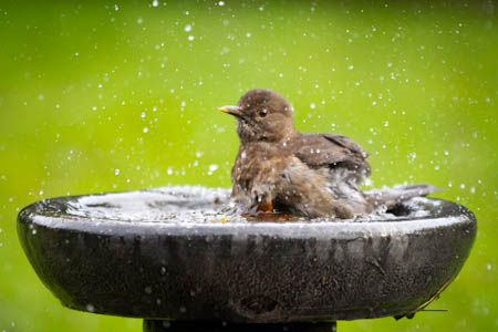 Can wild birds drink tap water?