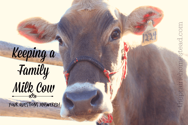 Can you drink all the milk from a family cow?