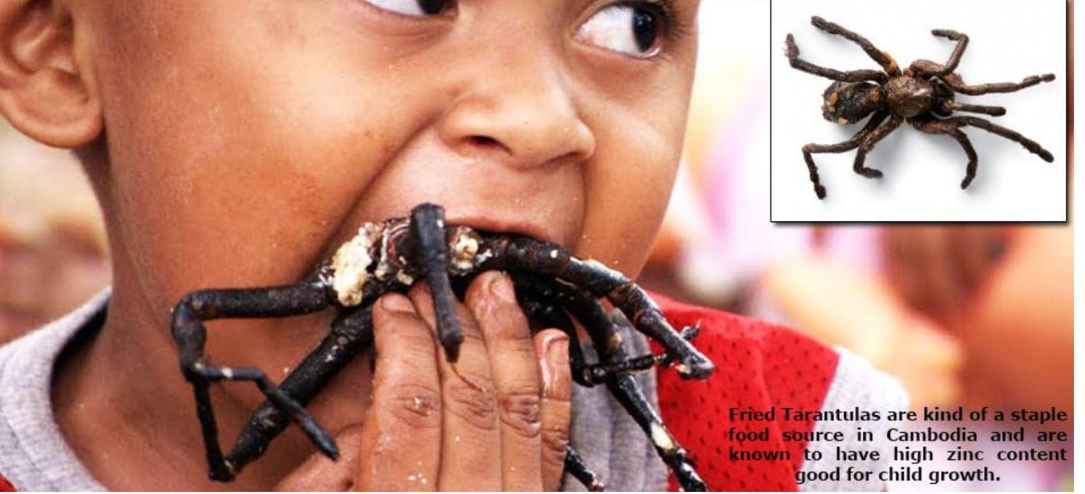 Can you get sick from eating a venomous spider? Can you get sick from eating a venomous spider?