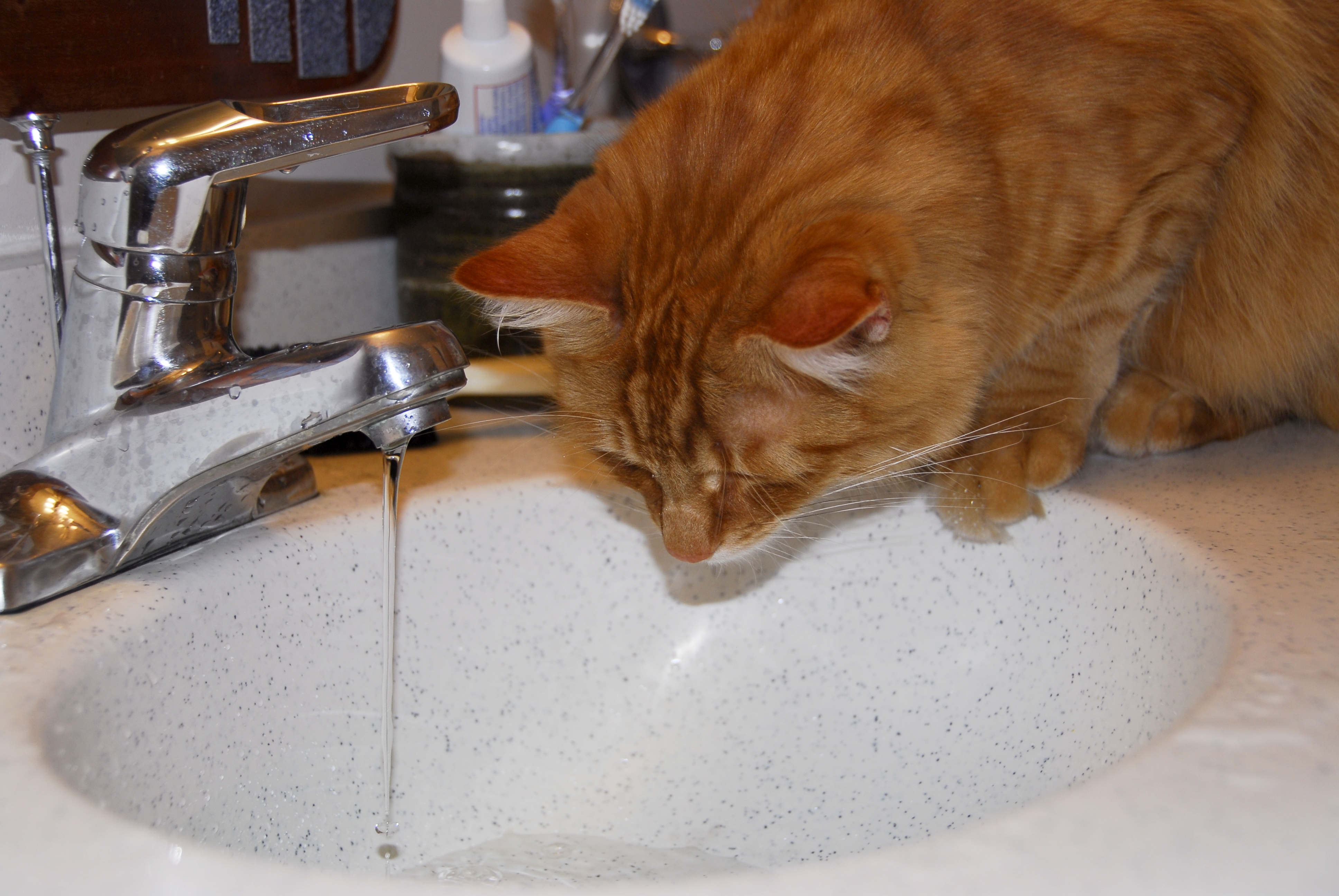 Can You lead a cat to water?