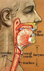 Can you live without larynx?