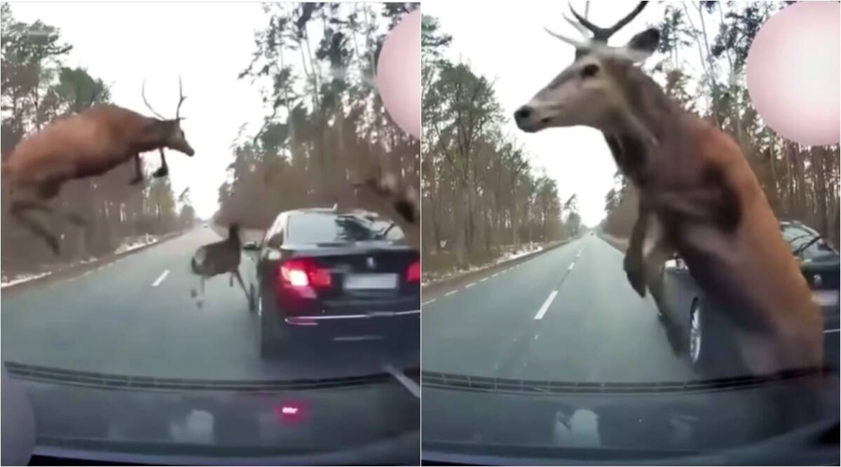 Did a herd of deer suddenly jump in front of your car?