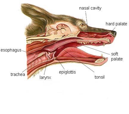 Do all animals have vocal cords?