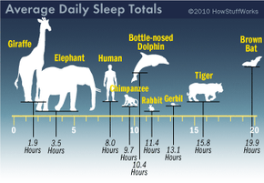 Do all creatures sleep? Do all creatures sleep?
