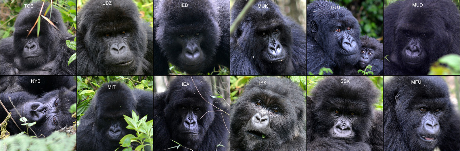 Do all gorillas have the same nose print?