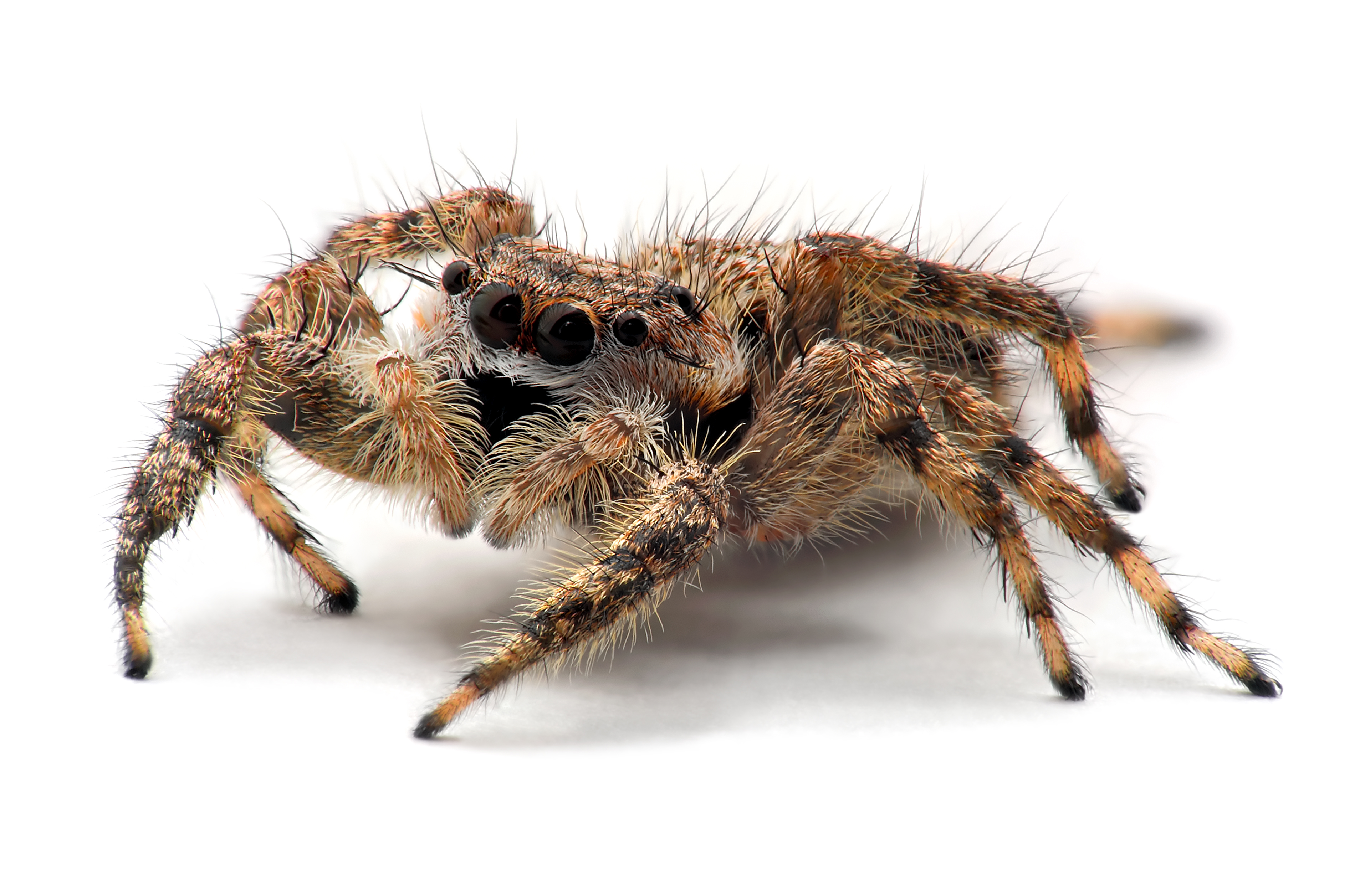 Do all jumping spiders get big? Do all jumping spiders get big?