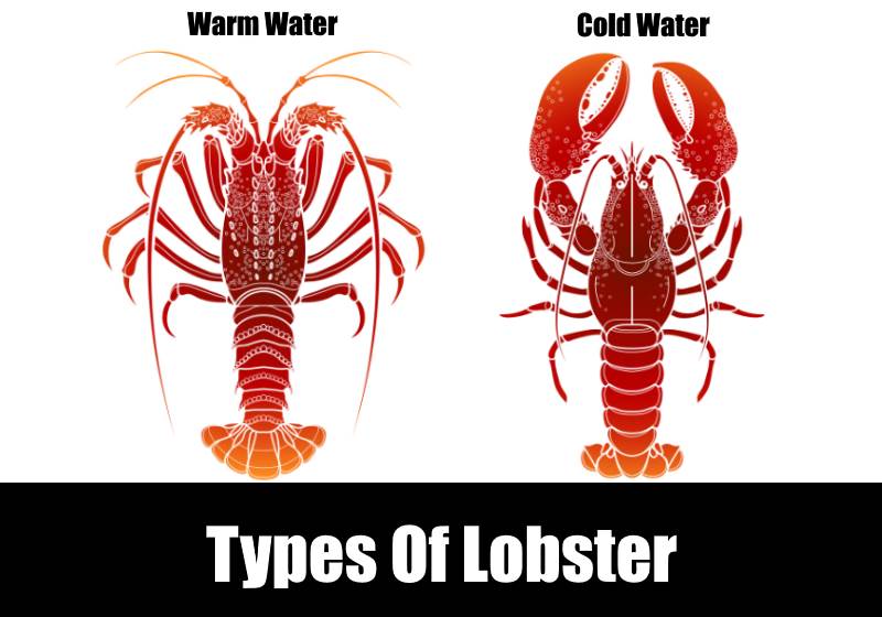 Do all lobsters have claws?