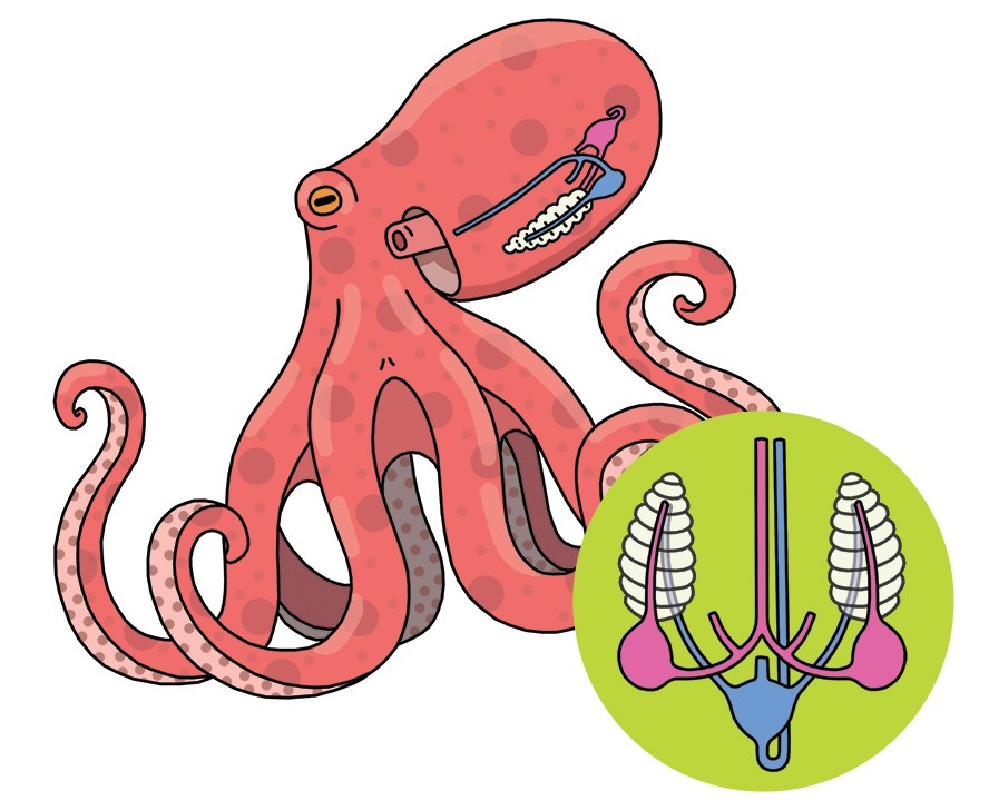 Do all octopus have 3 hearts? Do all octopus have 3 hearts?