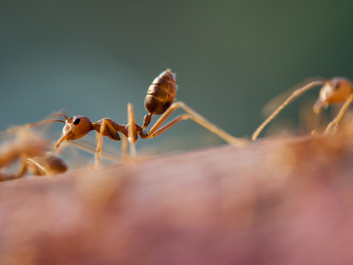 Do ants feel pain?