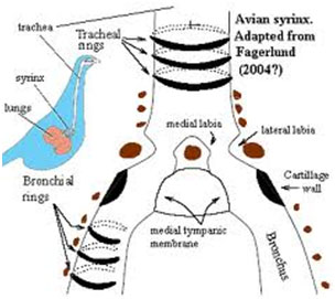Do birds have a larynx or voice box?