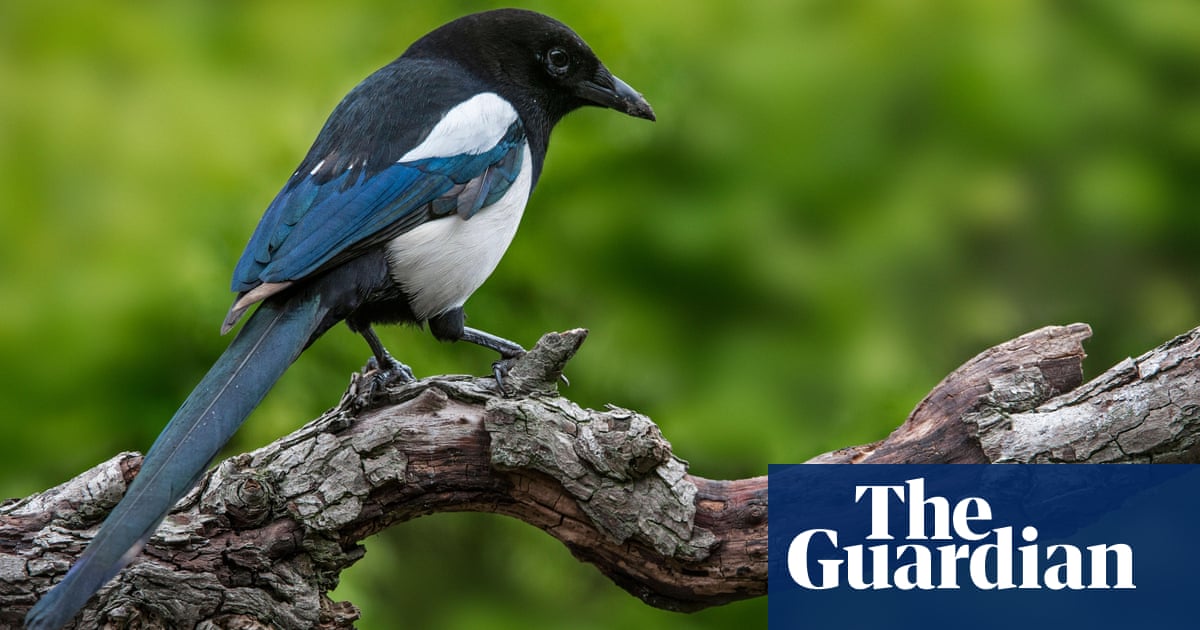 Do birds have bigger brains than mammals? Do birds have bigger brains than mammals?