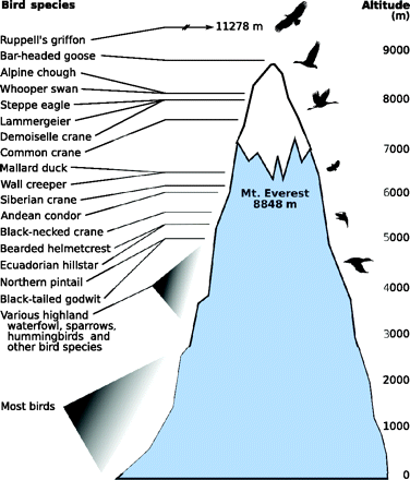 Do birds have high blood pressure? Do birds have high blood pressure?