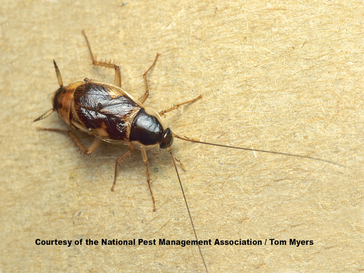 Do brown banded roaches infest?