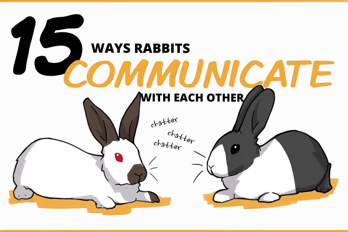 Do Bunnies like to play with each other?