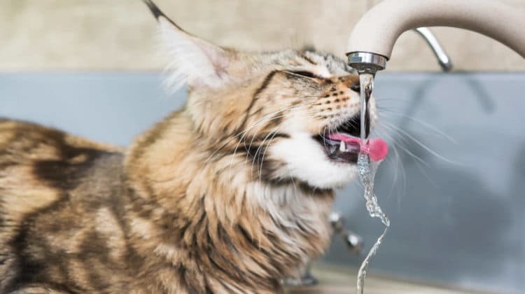Do cats prefer running water or tap water?