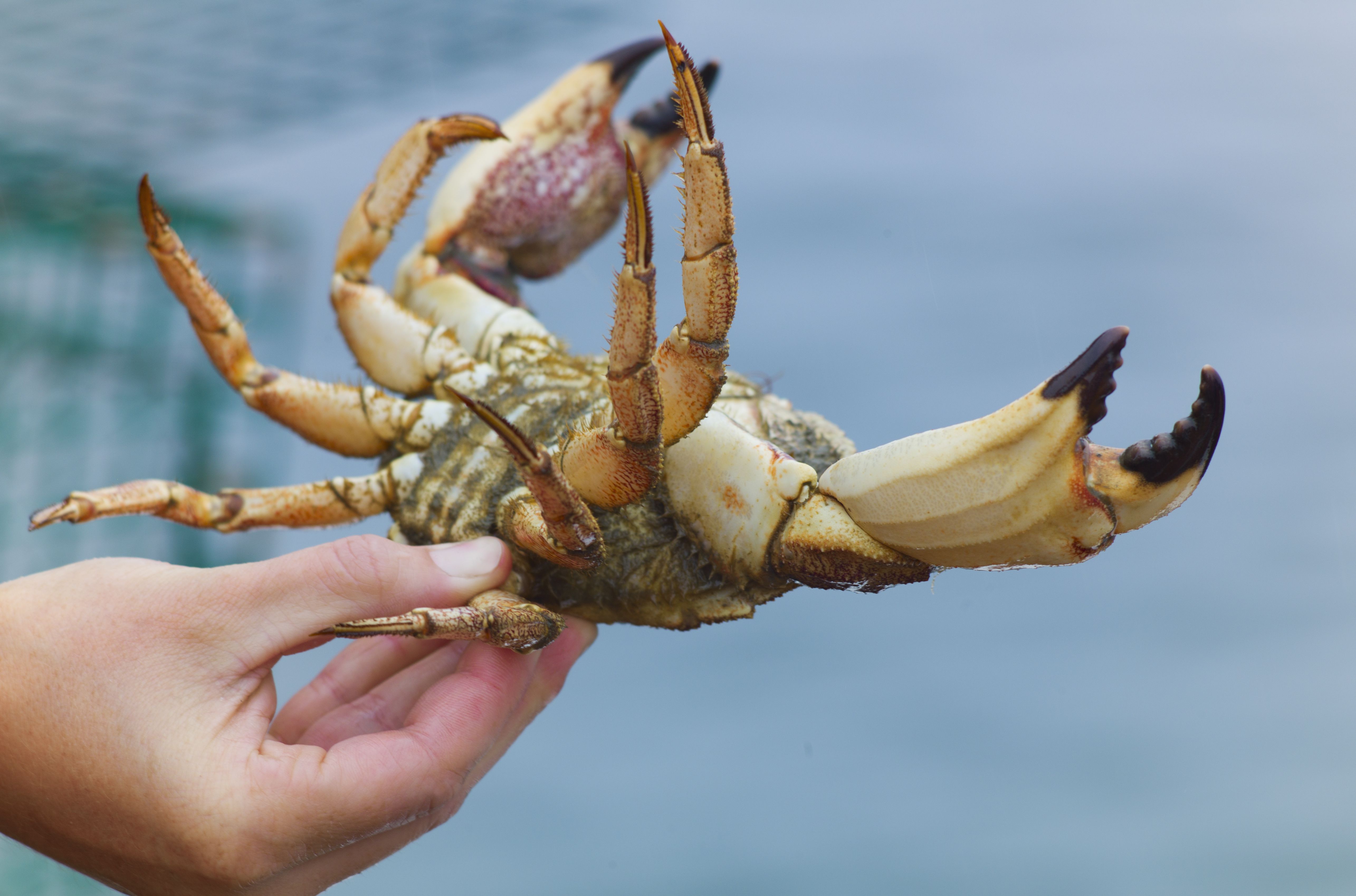 Do crabs have toes? Do crabs have toes?
