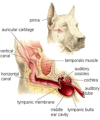 Do dogs have a better sense of hearing than humans? Do dogs have a better sense of hearing than humans?