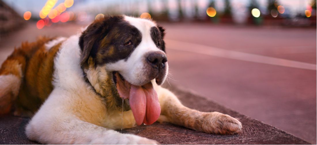 Do dogs sweat anywhere? Do dogs sweat anywhere?