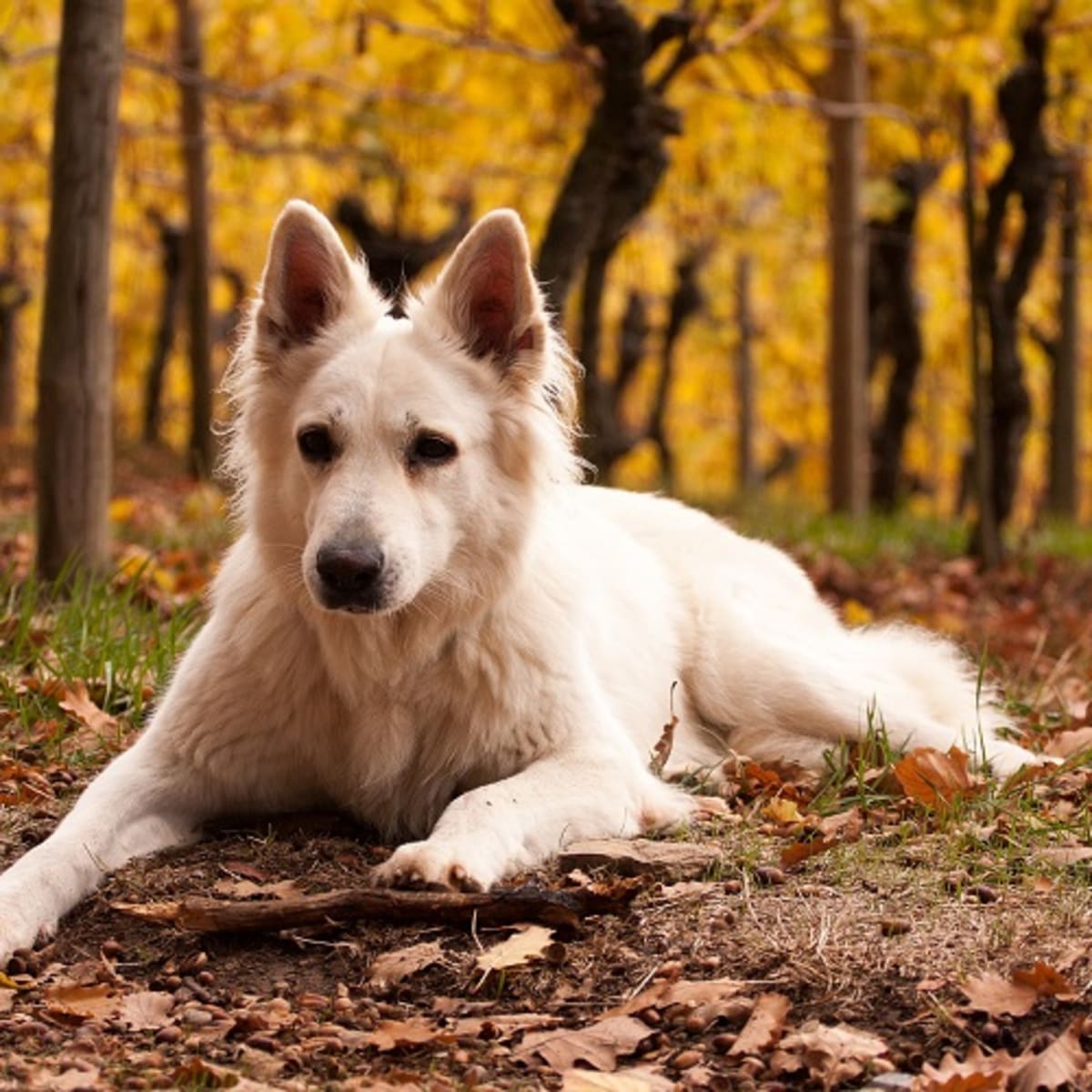 Do dogs with floppy ears hear better than humans? Do dogs with floppy ears hear better than humans?