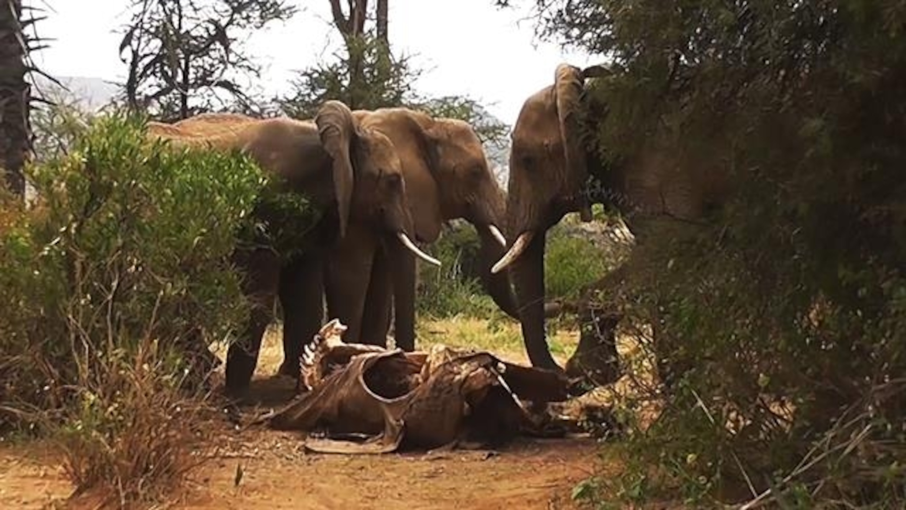 Do elephants mourn their dead?