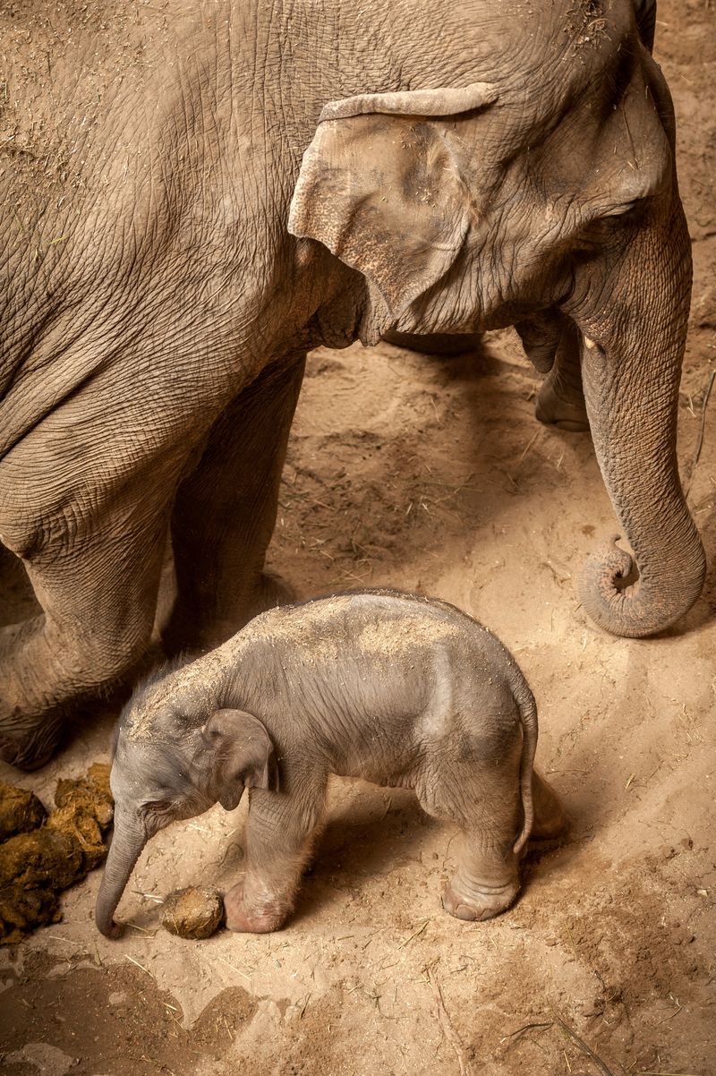 Do elephants trumpet when a baby is born?