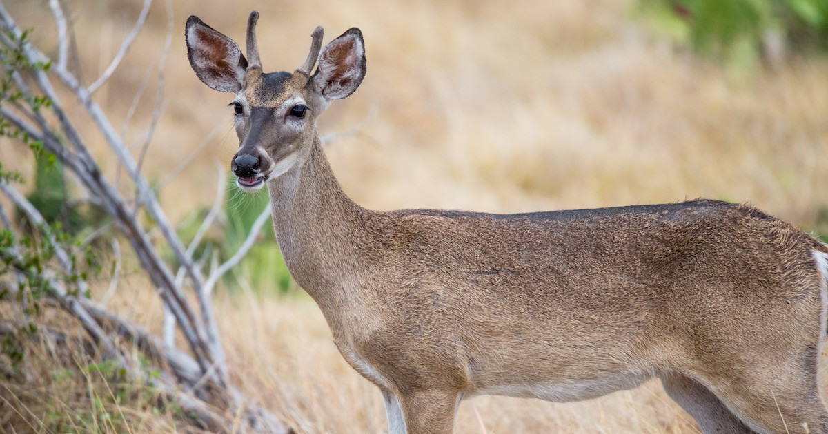 Do female deer have antlers?