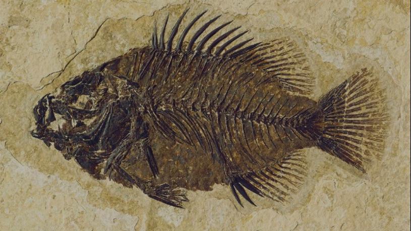 Do fish have fossils?