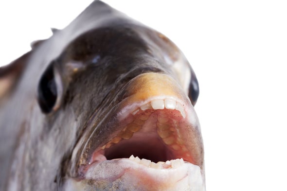 Do fish have teeth in their mouth?