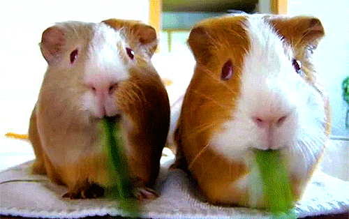 Do guinea pigs feel love for humans?