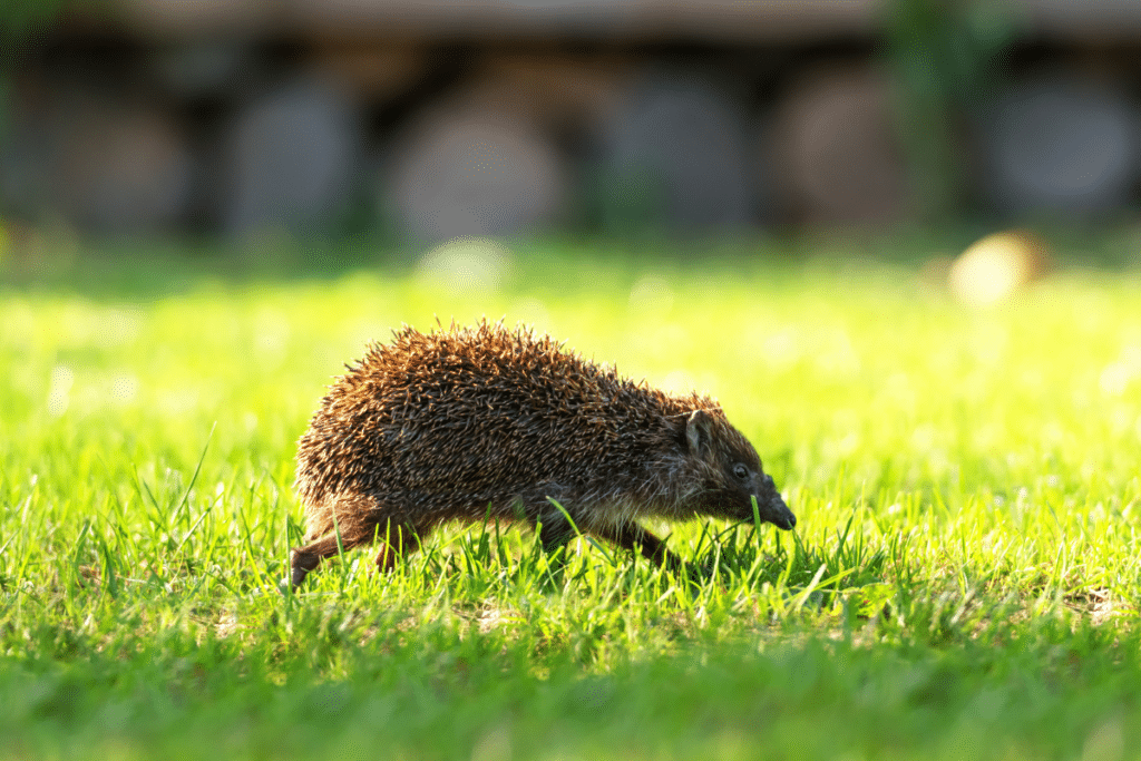 Do hedgehogs run in circles?